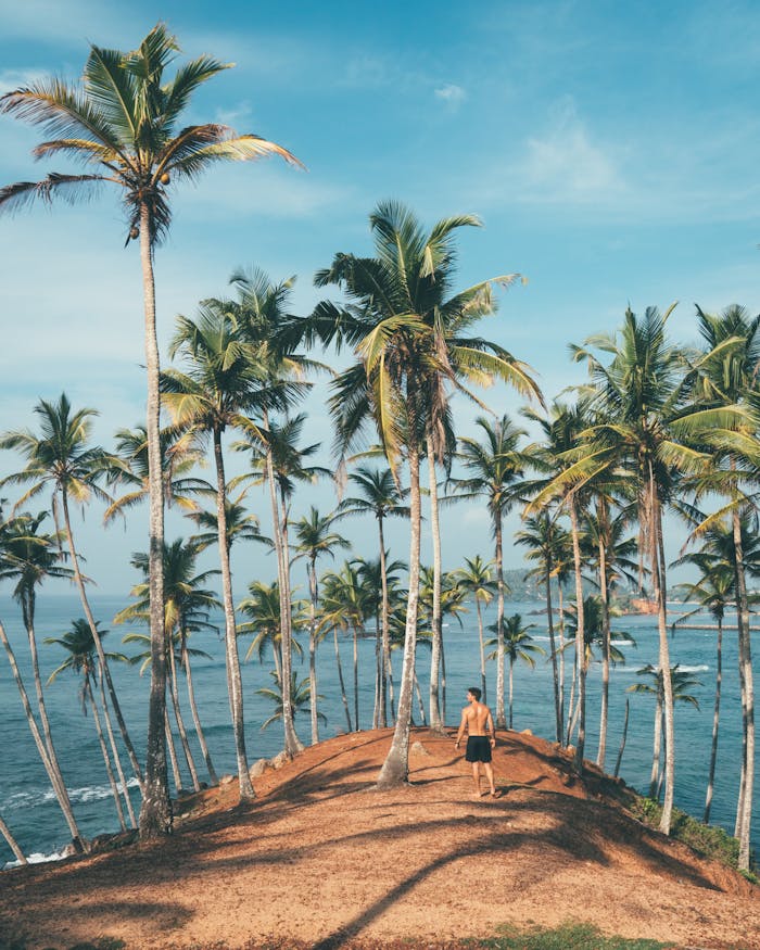 about-hero Man walking amidst coconut palms by the ocean in Mirissa, Sri Lanka, embodying tropical paradise vibes.